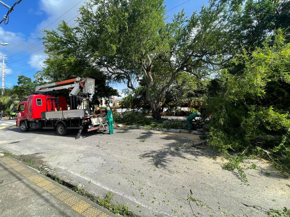 Equipe da prefeitura vai à avenida das Alagoas para retirar árvore que caiu sobre a avenida na Zona Sul de Natal. — Foto: Larissa Cavalcante/Inter TV Cabugi