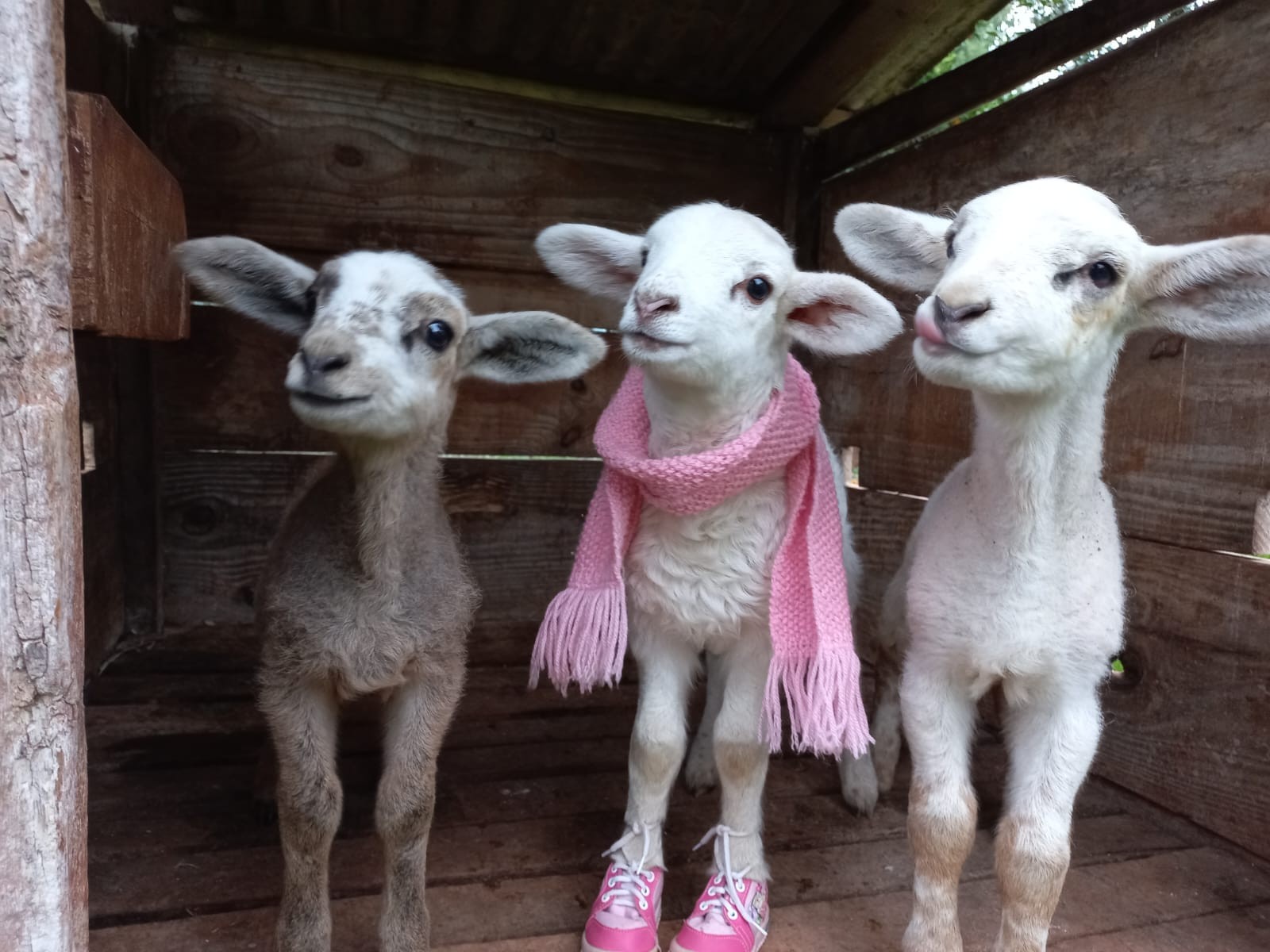 VÍDEO: conheça o 'cordeiro Barbie' que faz sucesso em fazenda no RS