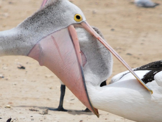 Pelicano atrevido colocou a cabeça do bico de rival para roubar peixe (Foto: Ian Turner/Caters News/The Grosby Group)