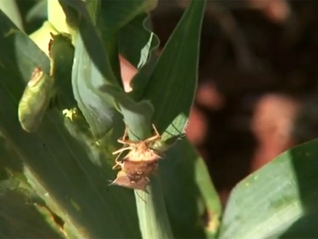 Prejuízos com ataque do percevejo do milho podem chegar até a 100% das lavouras recém plantadas (Foto: Reprodução/RPC)