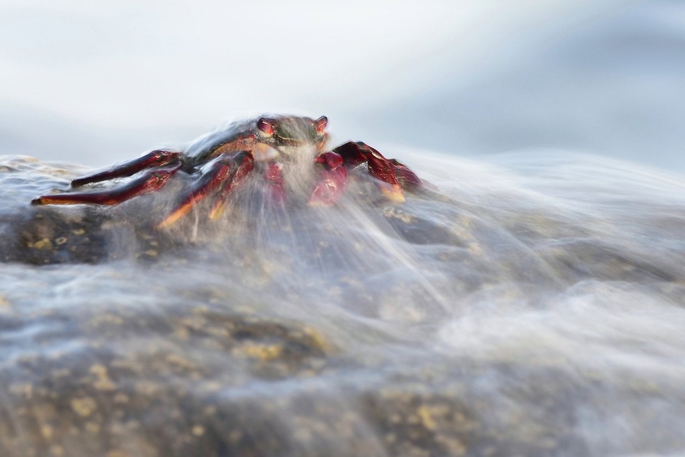 Javier Heranz Casellas, Espanha – Um caranguejo vermelho (Grapsus adscensionis) surge envolto por uma fina cortina de água produzida pelas ondas do mar ao bater nas rochas onde procura os pequenos crustáceos e plantas de que se alimenta. Ilha de La Gomera, Espanha — Foto: Javier Heranz Casellas/ WNPA/ Divulgação