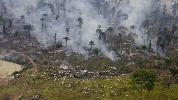 'O país está perdendo rapidamente sua riqueza (florestal)', diz o pesquisador da UFMG Raoni Rajão (Foto: GREENPEACE VIA BBC)
