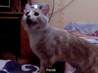 Gato faz sucesso ao buscar bolinha arremessada por dono na Rússia