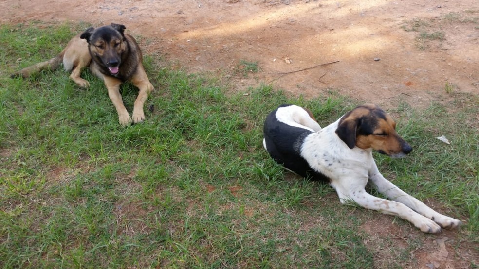 Cachorros na chácara onde moravam, em Piedade (SP) — Foto: Arquivo Pessoal