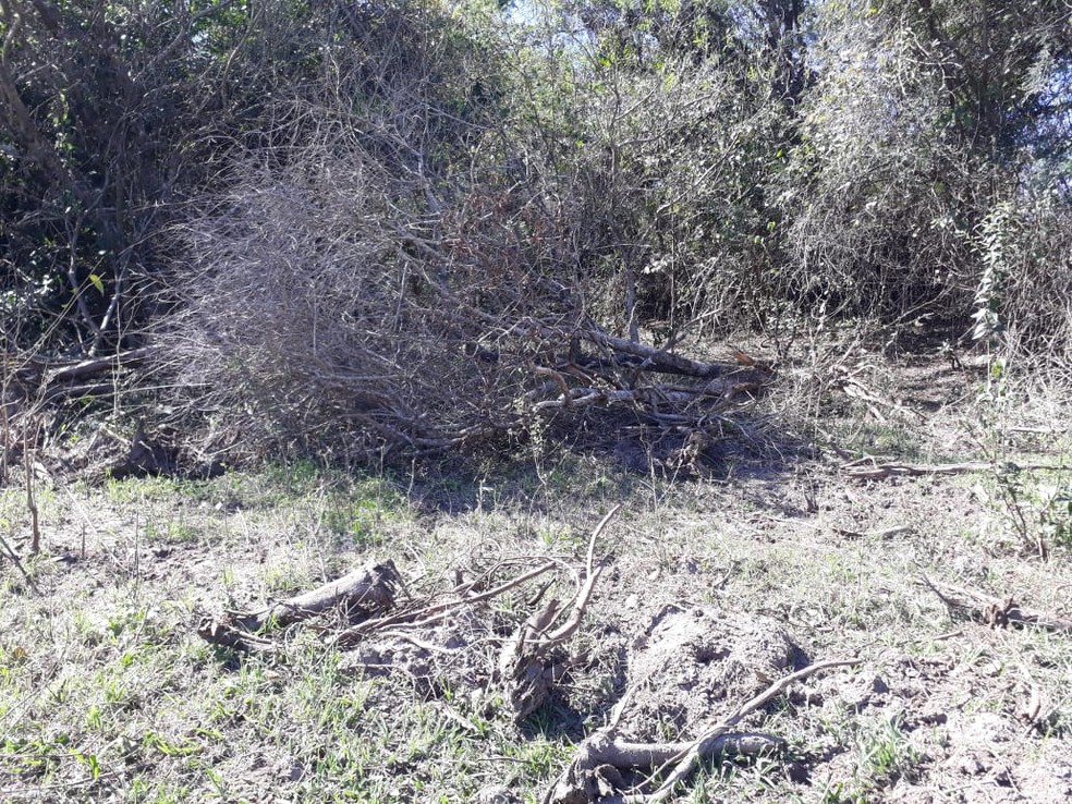 Sitiante foi multado em mais de R$ 40 mil por infrações florestais — Foto: Polícia Ambiental