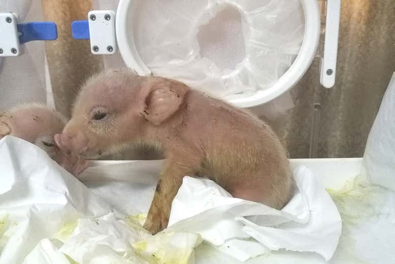 Primeiros híbridos de porco com células de macaco nascem na China (Foto: Tang Hai/Protein & Cell)