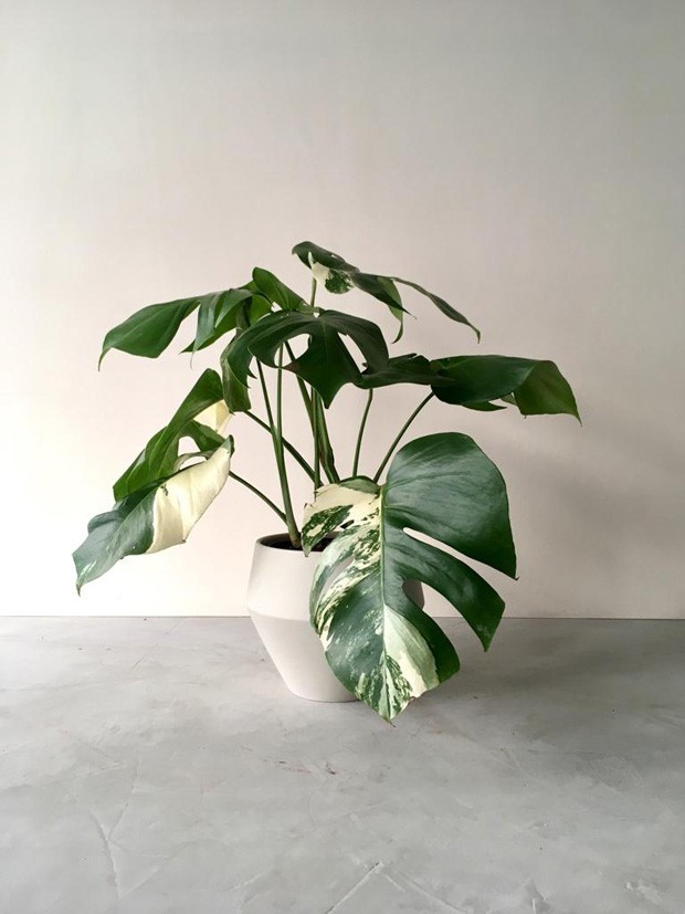 Costela-de-adão: planta com folhagem exuberante é fácil de cuidar (Foto: Divulgação)