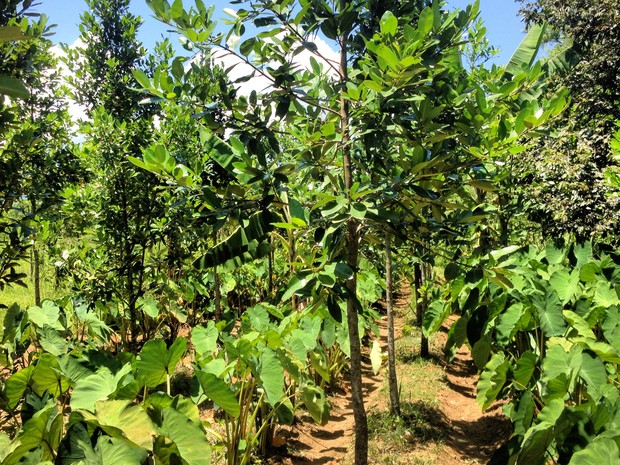Entre as árvores de guanandi, o plantio de inhame (Foto: Arquivo pessoal/Patrick Assumpção)