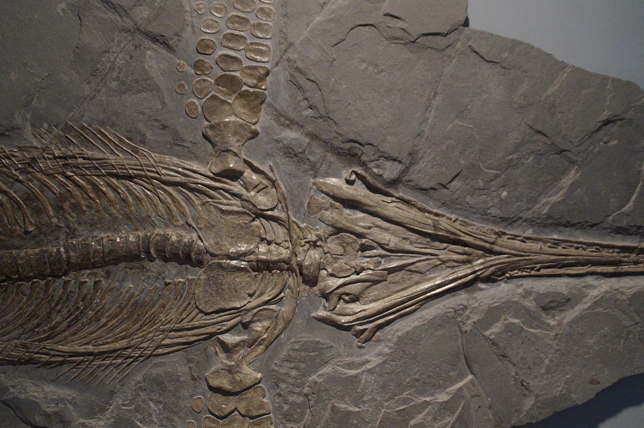 Fóssil de um ictiossauro (Foto: Pixabay)