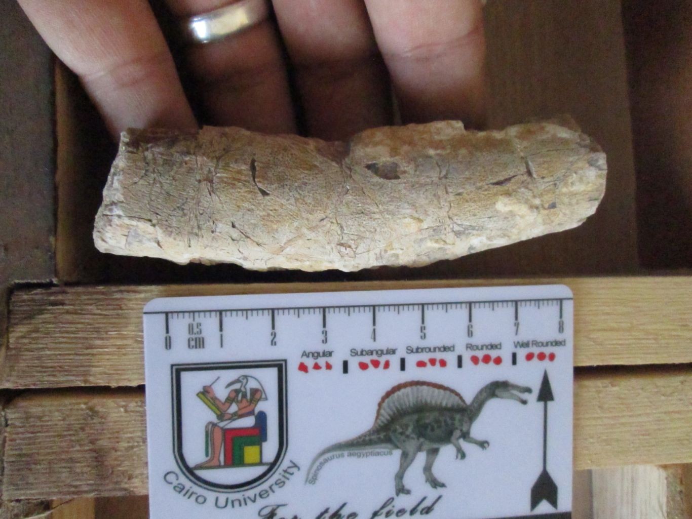 Fóssil de parente do peixe-boi é encontrado no deserto do Egito. Acima: fragmento de osso da costela de um Sirenia (Foto: Mohamed Korany Ismail Abdel-Gawad)