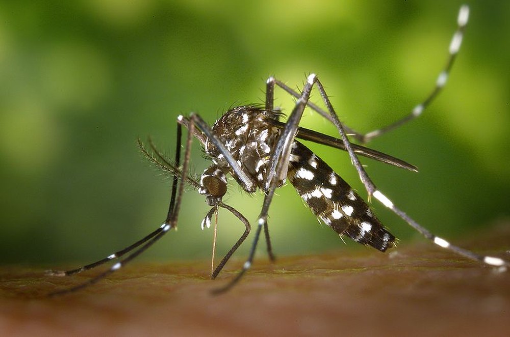 Aedes aegypty, mosquito que transmite a dengue — Foto: EBC