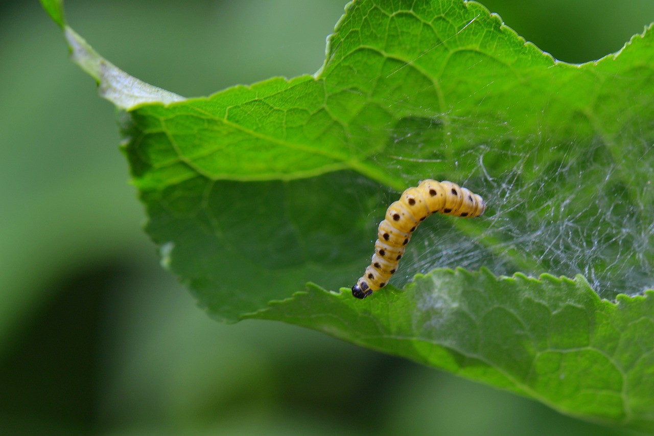 A paisagista indica o inseticida biológico Dimy Pel (Foto: Pixabay / CreativeCommons)