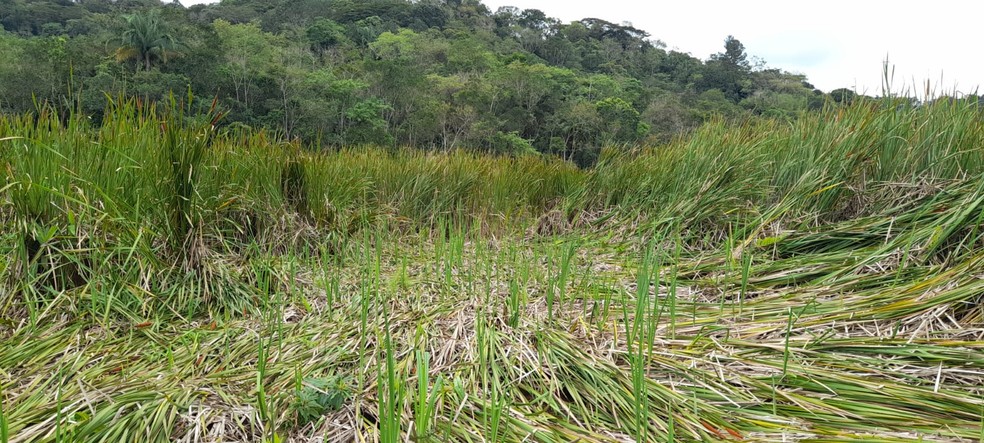 Vegetação amanheceu amassada em formatos estranhos, segundo moradores de Peruíbe — Foto: Reprodução/Eco Trilhas Peruíbe