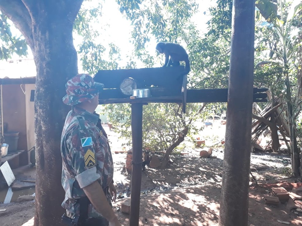 Polícia foi até fazenda e autuou proprietário por manter animal em cativeiro de MS (Foto: PMA/Divulgação)