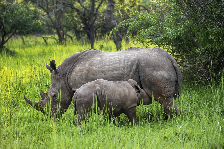 30 rinocerontes brancos pegam avião para ir da África do Sul à Ruanda