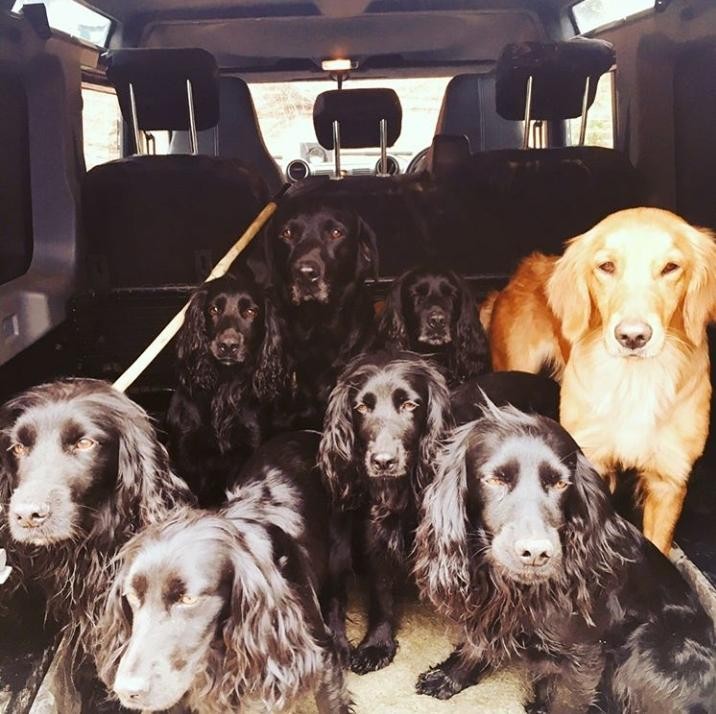 Os cachorros de James Middleton (Foto: Reprodução/Instagram)