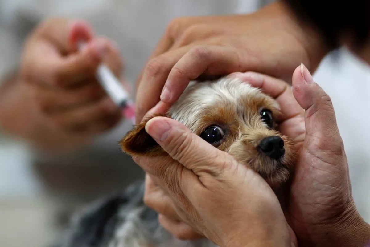 Cães e gatos poderão ser vacinados contra a raiva em Montes Claros neste domingo (28); veja locais