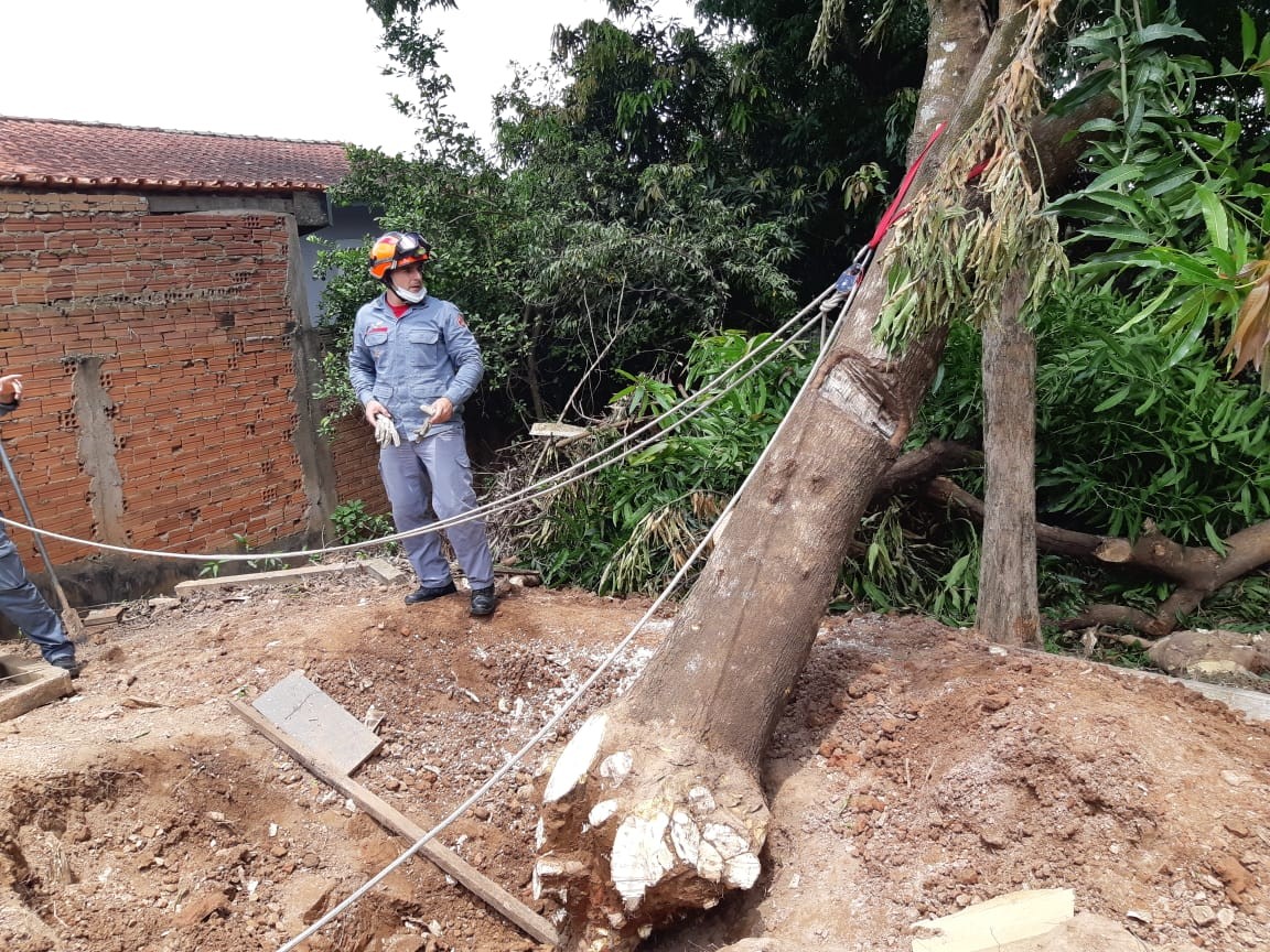 Idoso fica ferido após árvore cair sobre perna dele durante corte em Piracicaba 