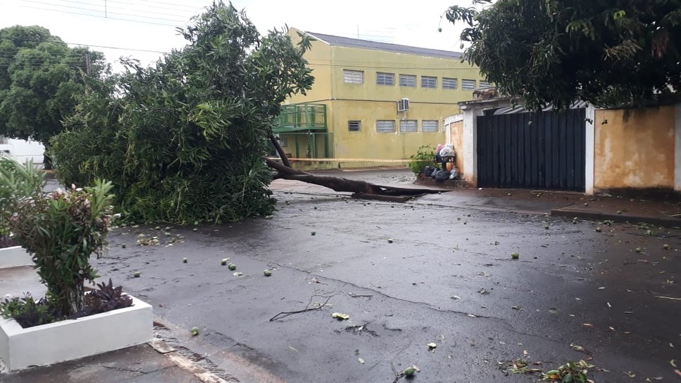Árvore caiu no distrito de Primavera, em Rosana (SP) — Foto: Fernando Lisboa