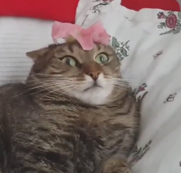 Gato travou de 'medo' após flor ser colocada em sua cabeça (Foto: Reprodução/YouTube/Lolzing4gifs)