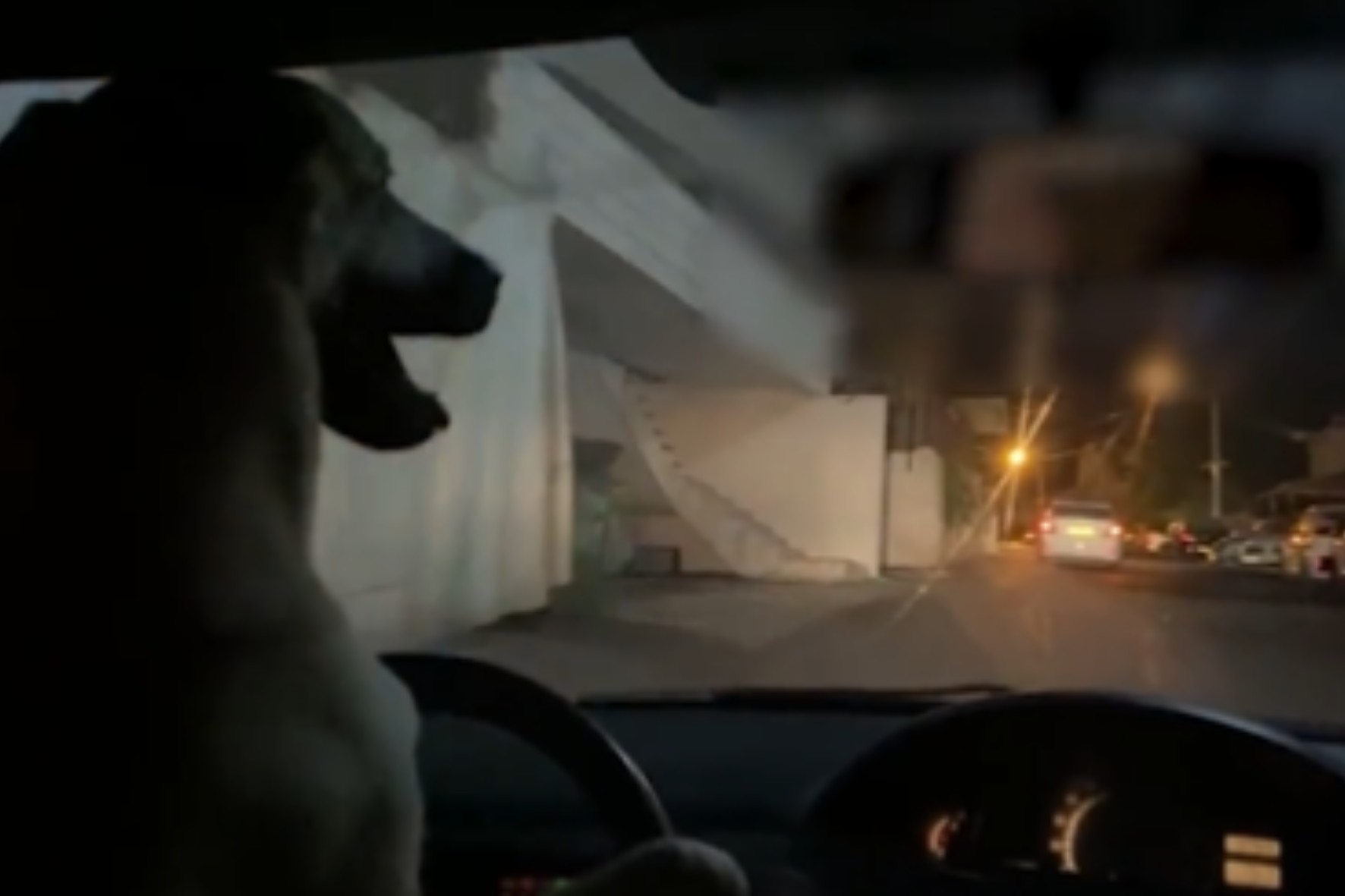 Em Israel, tutor é preso após deixar seu cão assumir o volante (Foto: Twitter / Reprodução / @kann_news)