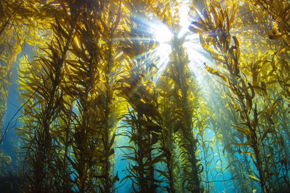 Uma floresta submersa de kelps, um dos tipos de algas que a Sway usa em seu negócio  — Foto:  Douglas Klug / Getty Images