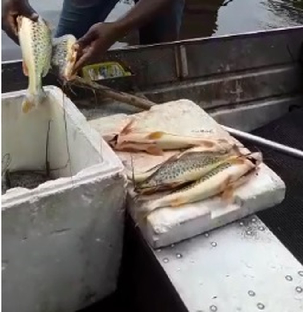 Pescadores foram multados após divulgação do vídeo — Foto: Reprodução/Redes sociais