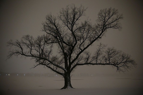 Árvore às margens do rio Potomac, na capital dos EUA; Estados Unidos; nevasca; neve (Foto: Alex Wong/Getty Images)