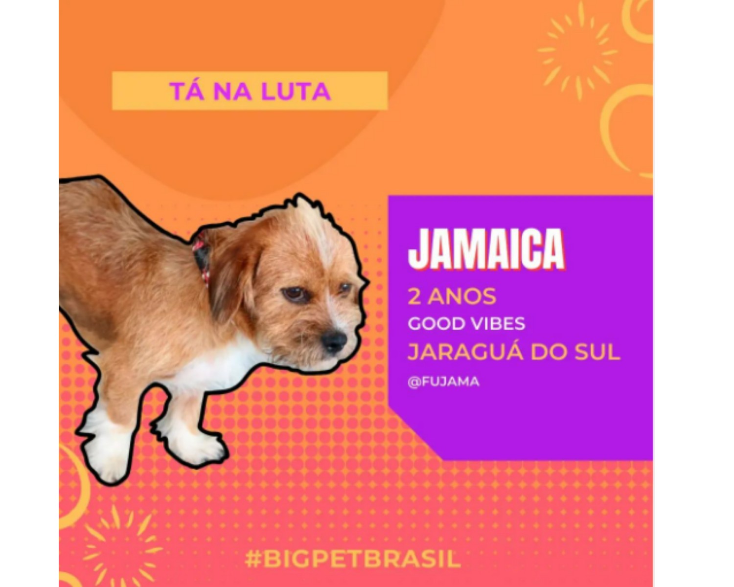 Jamaica é um dos animais para adoção em Santa Catarina (Foto:  (Foto: Reprodução / @fujama / Instagram))