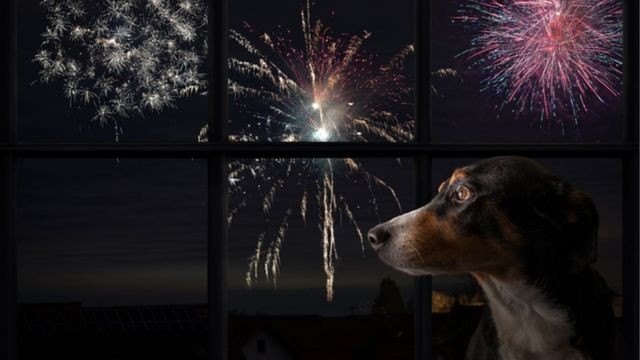 Animais e fogos de artifício: como lidar com o medo dos pets na virada do ano