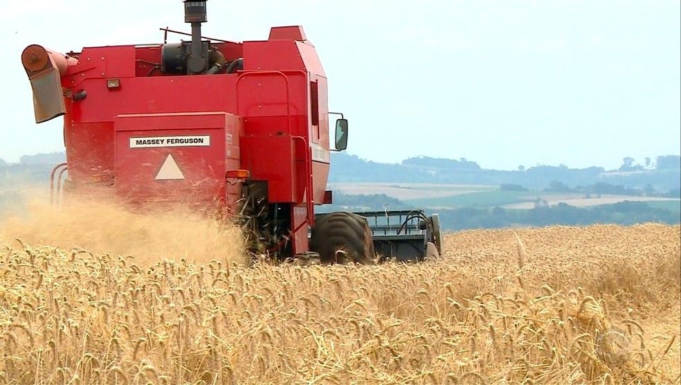 Pesquisadores avaliaram parâmetros de qualidade e contaminantes ao longo de 11 meses de armazenamento do trigo — Foto: Reprodução/RBS TV