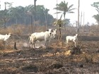 Pará concentra municípios que mais destroem a Amazônia brasileira