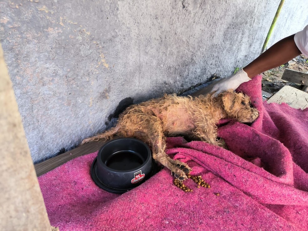 Cachorrinha vítima de maus-tratos foi encontrada suja e com paralisia nos membros em Campos — Foto: Divulgação