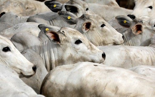 Governo investiga suspeita de caso atípico de vaca louca em MG - Revista  Globo Rural | Boi