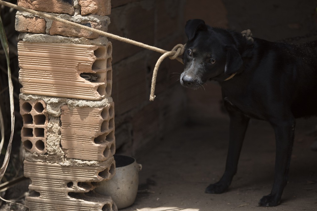 Cachorro que foi deixado para trÃ¡s e amarrado a uma casa antes de ser resgatado por bombeiros dois dias depois do rompimento da barragem da Vale em Brumadinho. â Foto: Leo Correa/AP