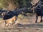 Lista reúne leões fugindo como 'gato assustado' após ataque frustrado