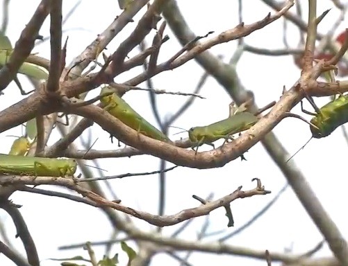 Nuvem de gafanhotos faz estragos em plantações agrícolas em Cuiabá