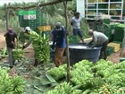Agricultores da BA se unem para ganhar mais com o cultivo da banana