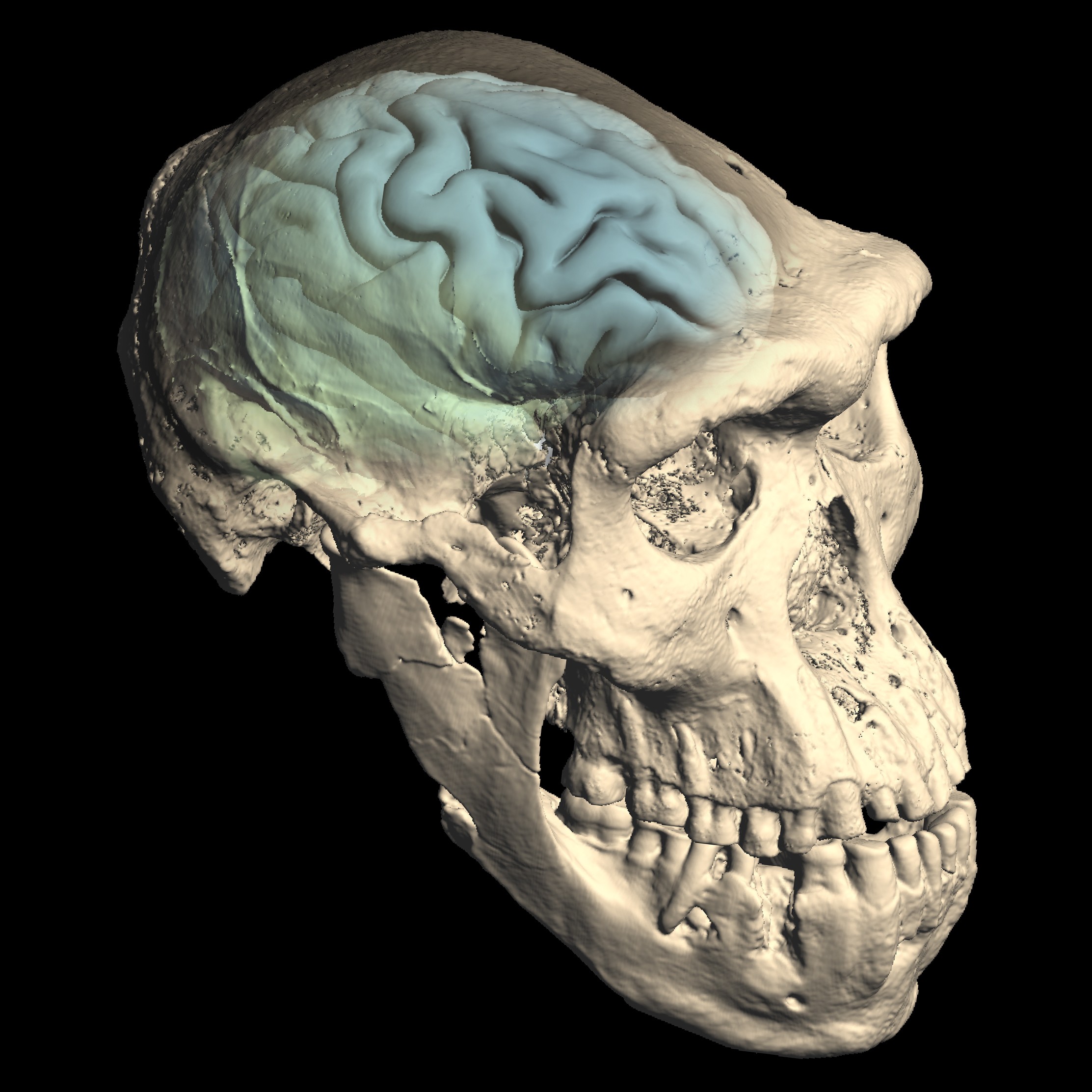 Crânio do Homo primitivo de Dmanisi, da região atual da Geórgia (Foto: M. Ponce de León und Ch. Zollikofer, UZH)
