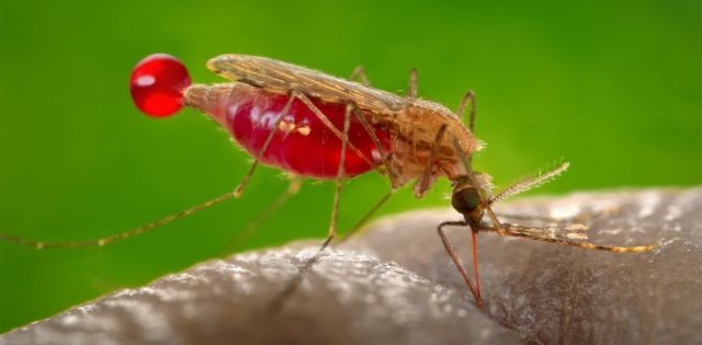 Por que mosquitos picam mais algumas pessoas que outras