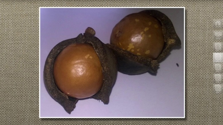 macadamia-amendoa (Foto: Reprodução/TV Globo)