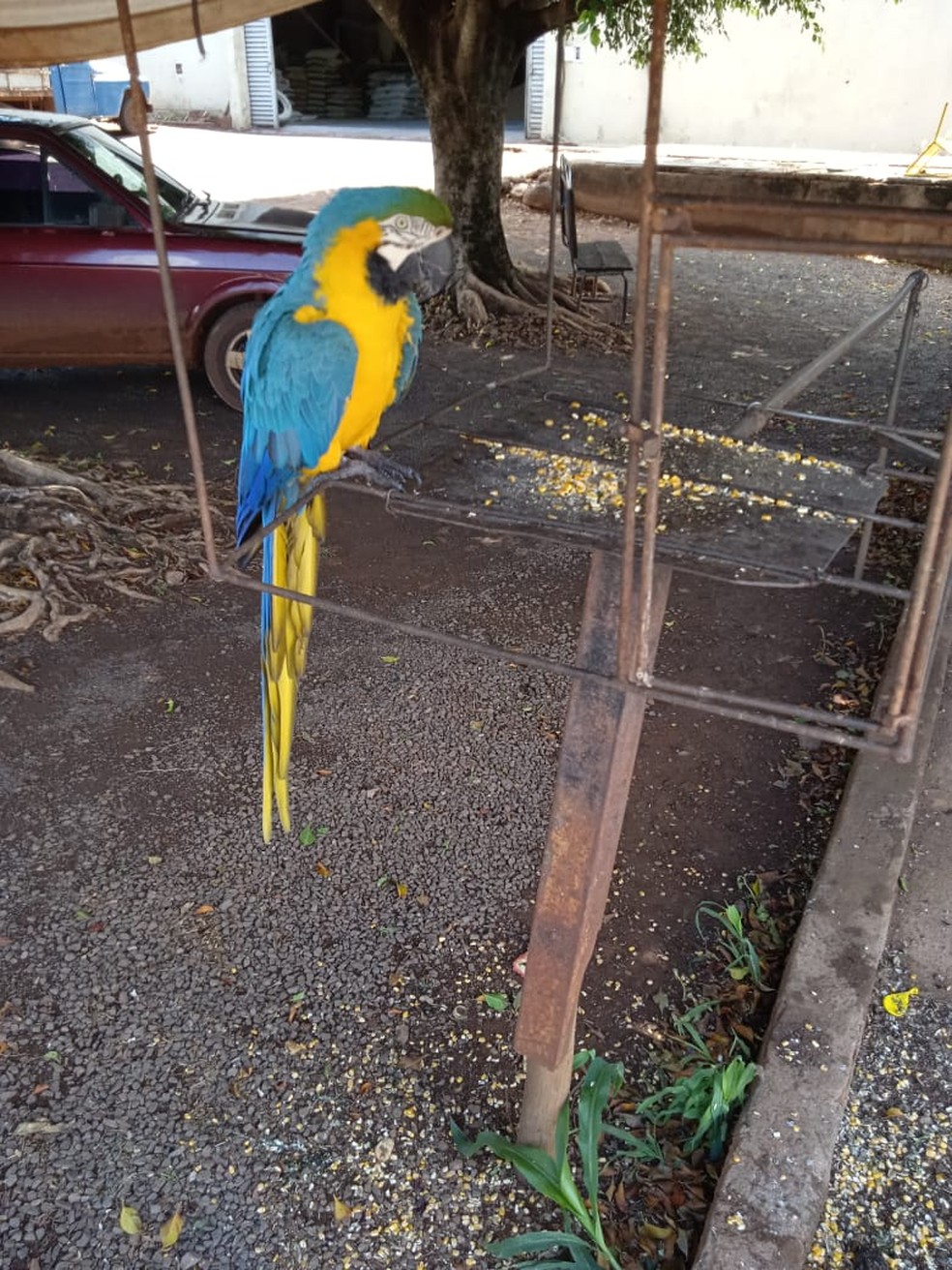 Arara-canindé foi localizada em um casa, em Iepê — Foto: Polícia Ambiental