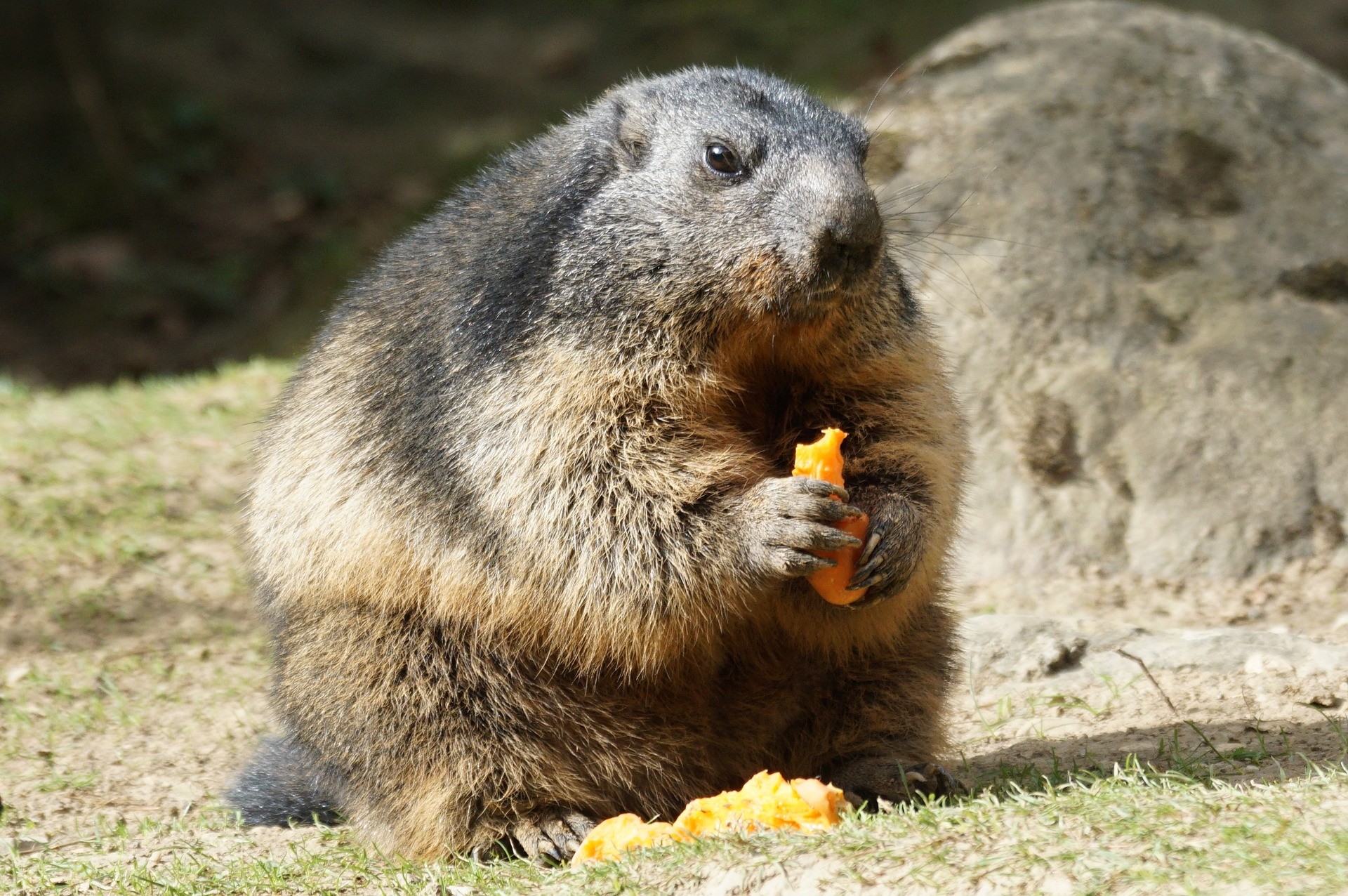 Casal morreu após ingerir carne de marmota (Foto: Pixabay)