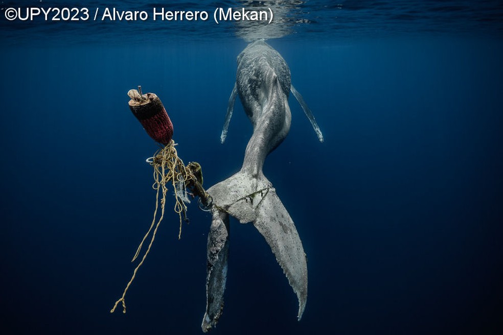 'Desesperado': imagem de baleia jubarte morrendo lentamente venceu categoria de Conservação Marinha — Foto: UPY2023/Alvaro Herrero