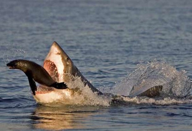Em 2010, o fotógrafo Chris Fallows registrou o exato momento em que um filhote de foca conseguiu escapar de um ataque de um tubarão branco de mais de três metros de comprimento em False Bay, na Cidade do Cabo (África do Sul).  (Foto: Barcroft Media/Getty Images)