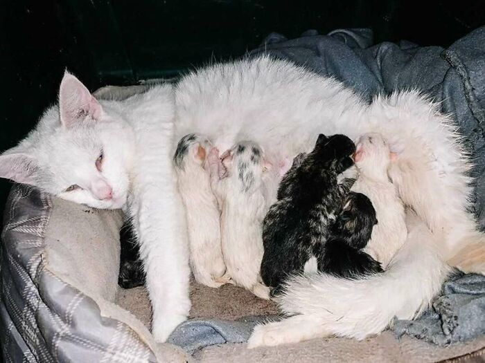 Dove e seus seis filhotes (Foto: Reprodução Instagram)