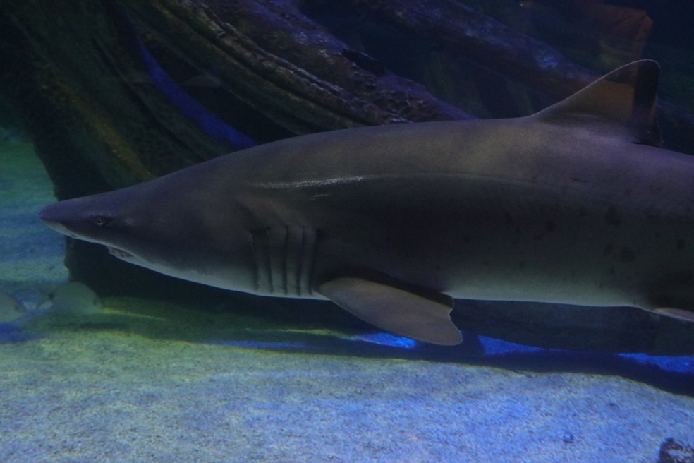 Tubarão-mangona — Foto: Divulgação 