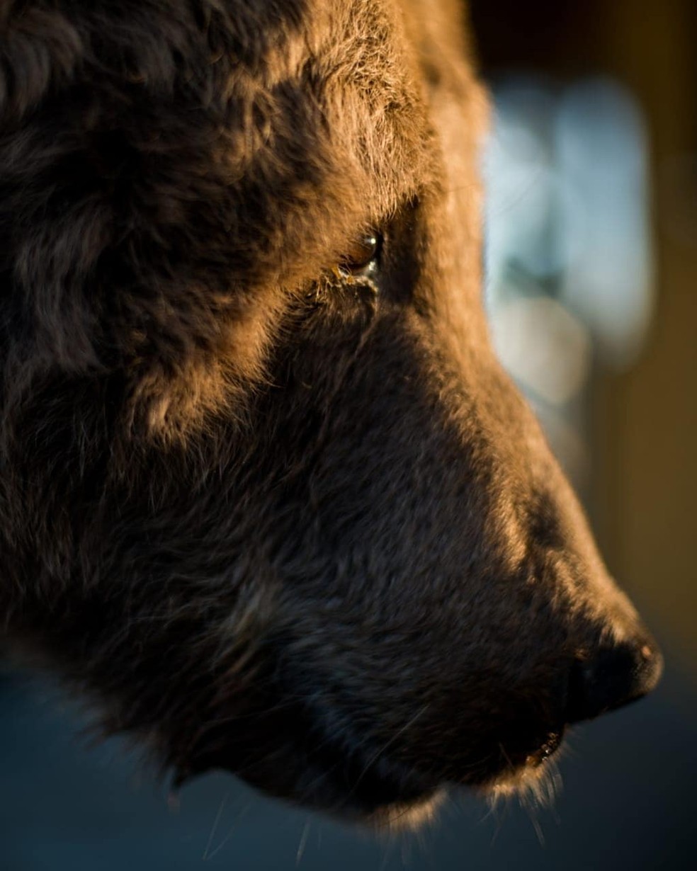 Ursa Rowena morre em santuário de animais no interior de SP — Foto: Biga Pessoa/ Rancho dos Gnomos