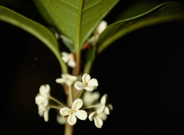 Jasmin do imperador: de flores pequenas e brancas, servem para a produção de óleos essenciais (Foto: Flickr / James Chaos / CreativeCommons)
