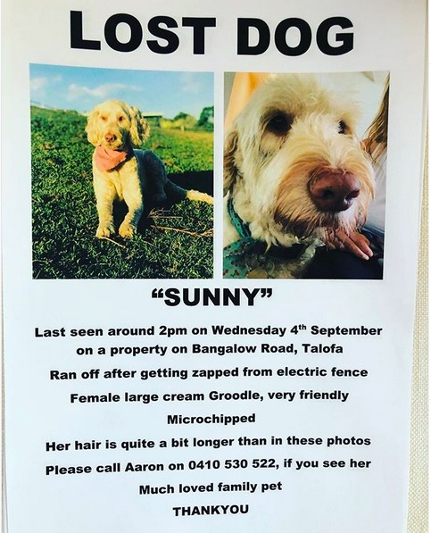 O cartaz noticiando o desaparecimento da cachorrinha Sunny, do ator Chris Hemsworth (Foto: Instagram)
